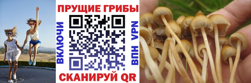 где купить наркоту  Полярные Зори  Галлюциногенные грибы прущие грибы 